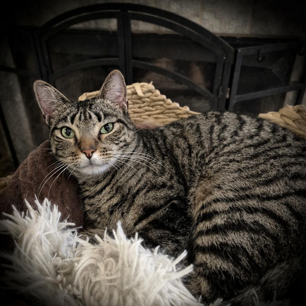 Checo, ADOPTABLE, Young Male Domestic Short Hair.