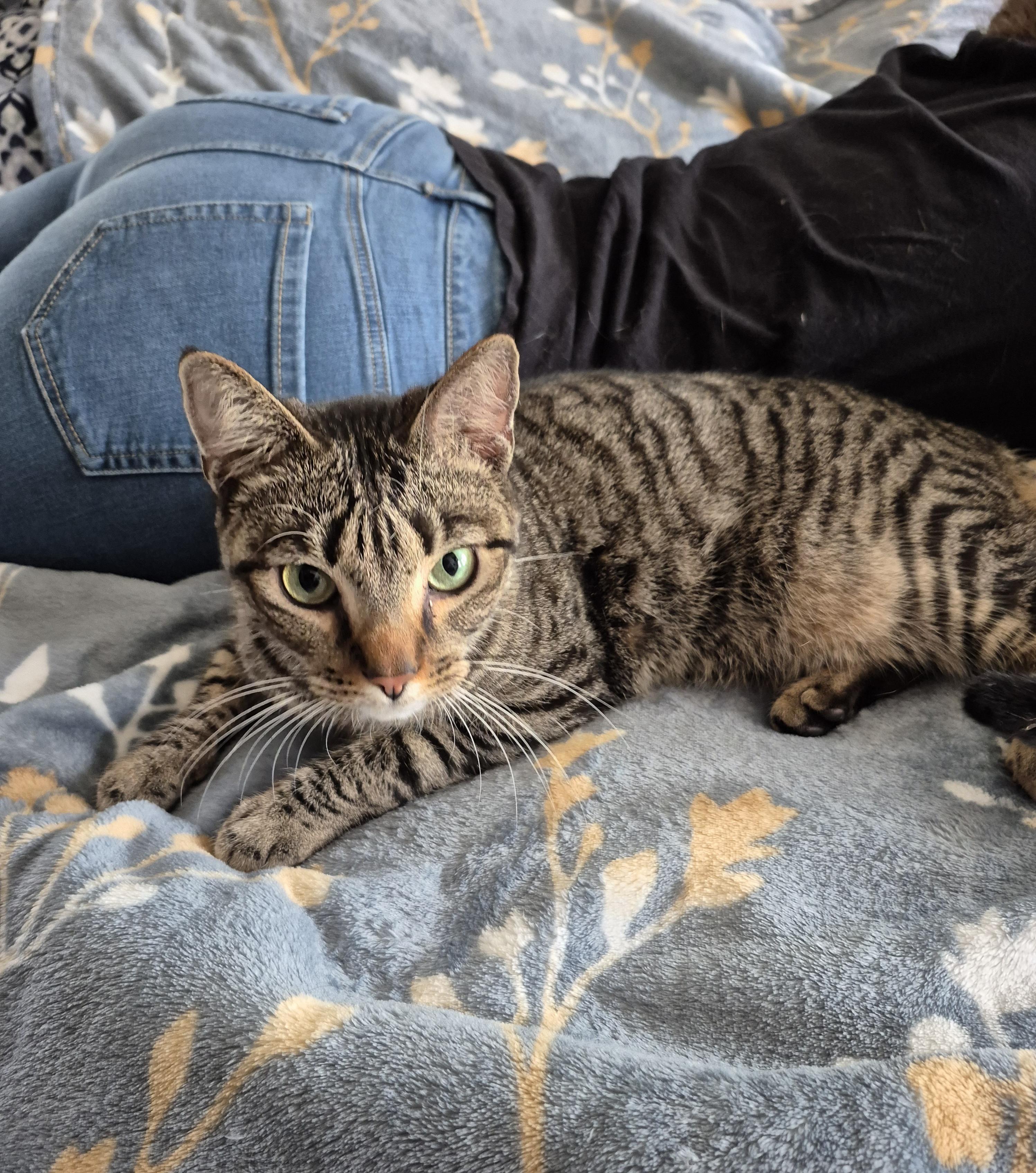 Enlarge Checo, a ADOPTABLE Domestic Short Hair in Charlotte, NC image 3/4