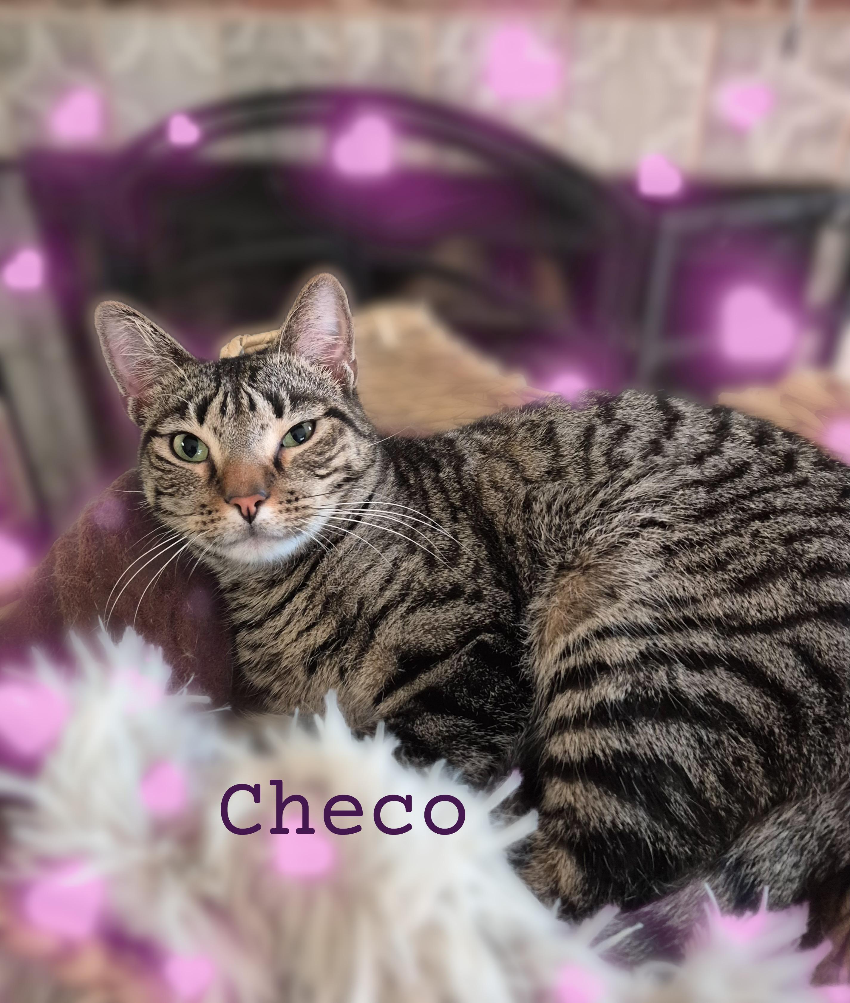 Enlarge Checo, a ADOPTABLE Domestic Short Hair in Charlotte, NC image 2/4