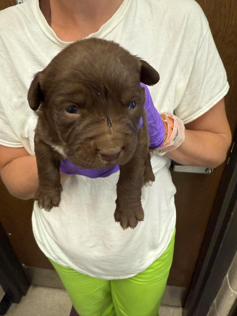 Jinx, Adoptable, Puppy Male Pit Bull Terrier.