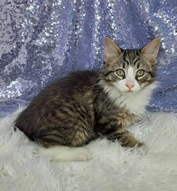 Enlarge Monopoly, a Adopted Domestic Medium Hair in Clarkesville, GA image 1/1