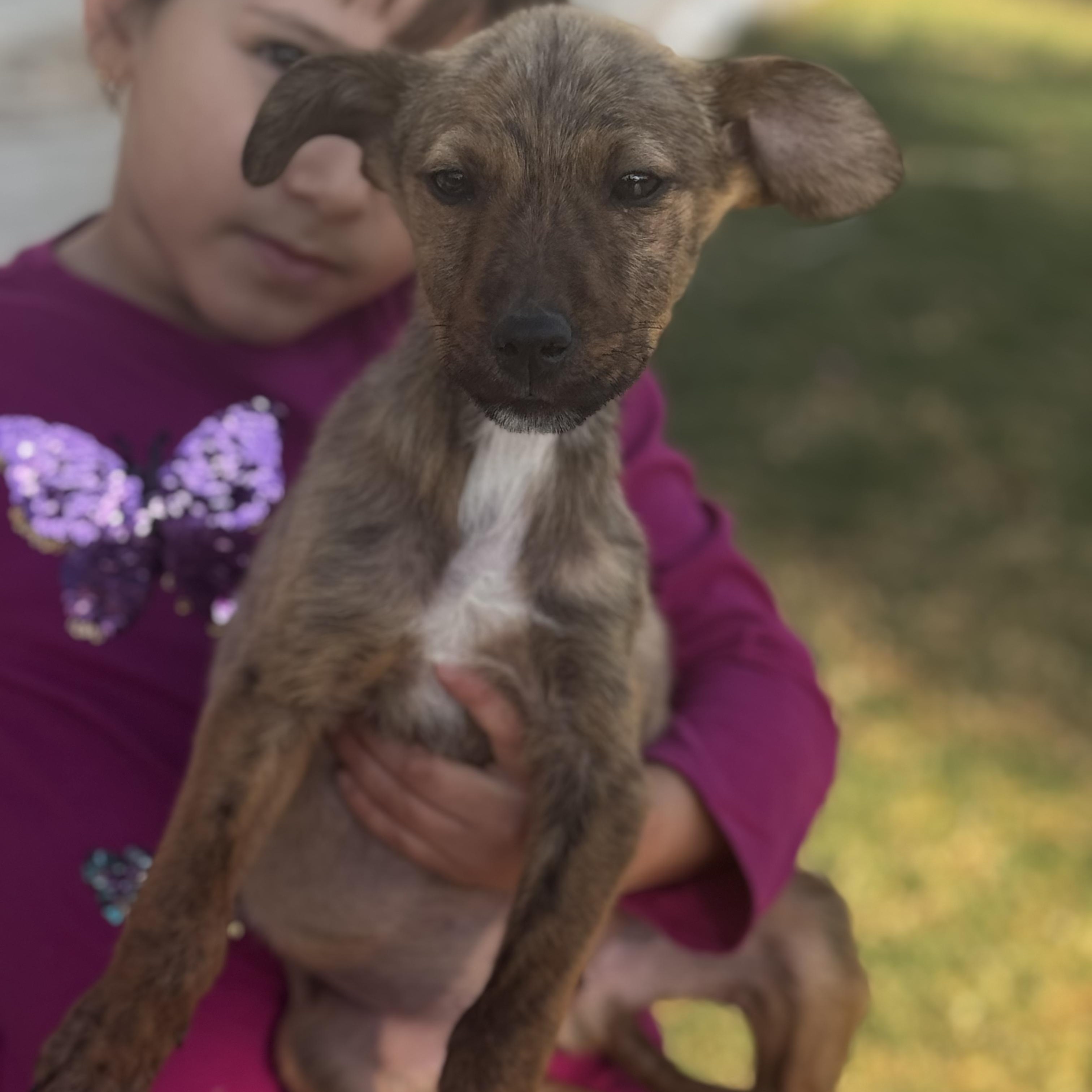 Sebastian — thumbnail 6