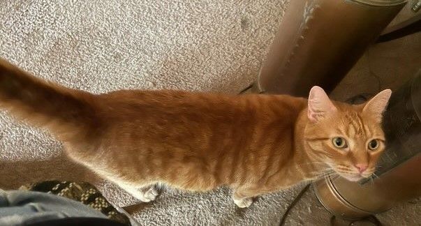 Morris, Adopted, Adult Male Domestic Short Hair & Tabby.