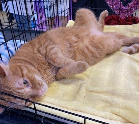 Enlarge Morris, a Adopted mixed breed in Fort Lauderdale, FL image 2/5