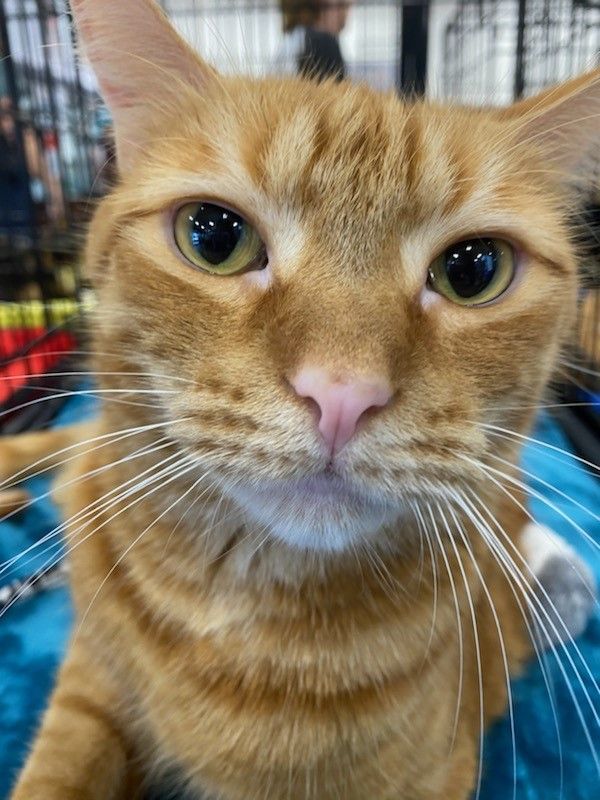 Morris, Adopted, Adult Male Domestic Short Hair & Tabby.