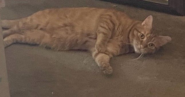 Enlarge Morris, a Adopted mixed breed in Fort Lauderdale, FL image 4/5