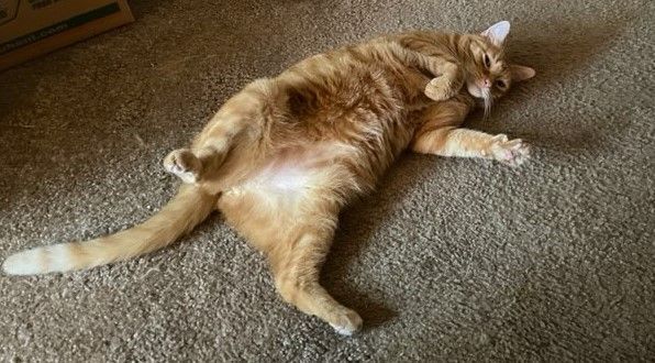 Enlarge Morris, a Adopted mixed breed in Fort Lauderdale, FL image 5/5