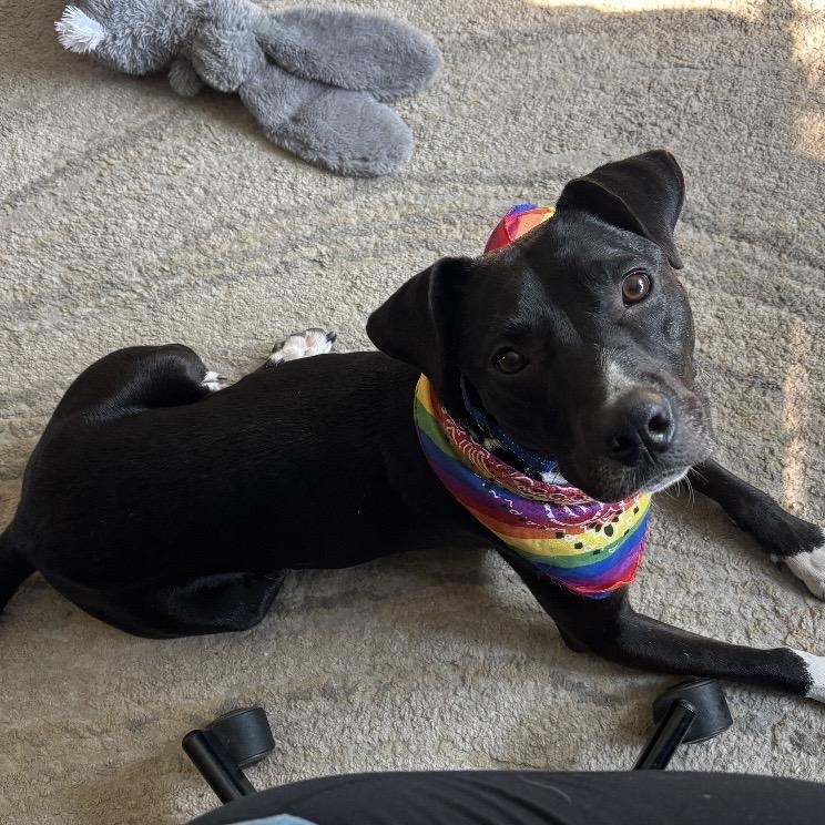 Bartlet, ADOPTABLE, Young Male Terrier.