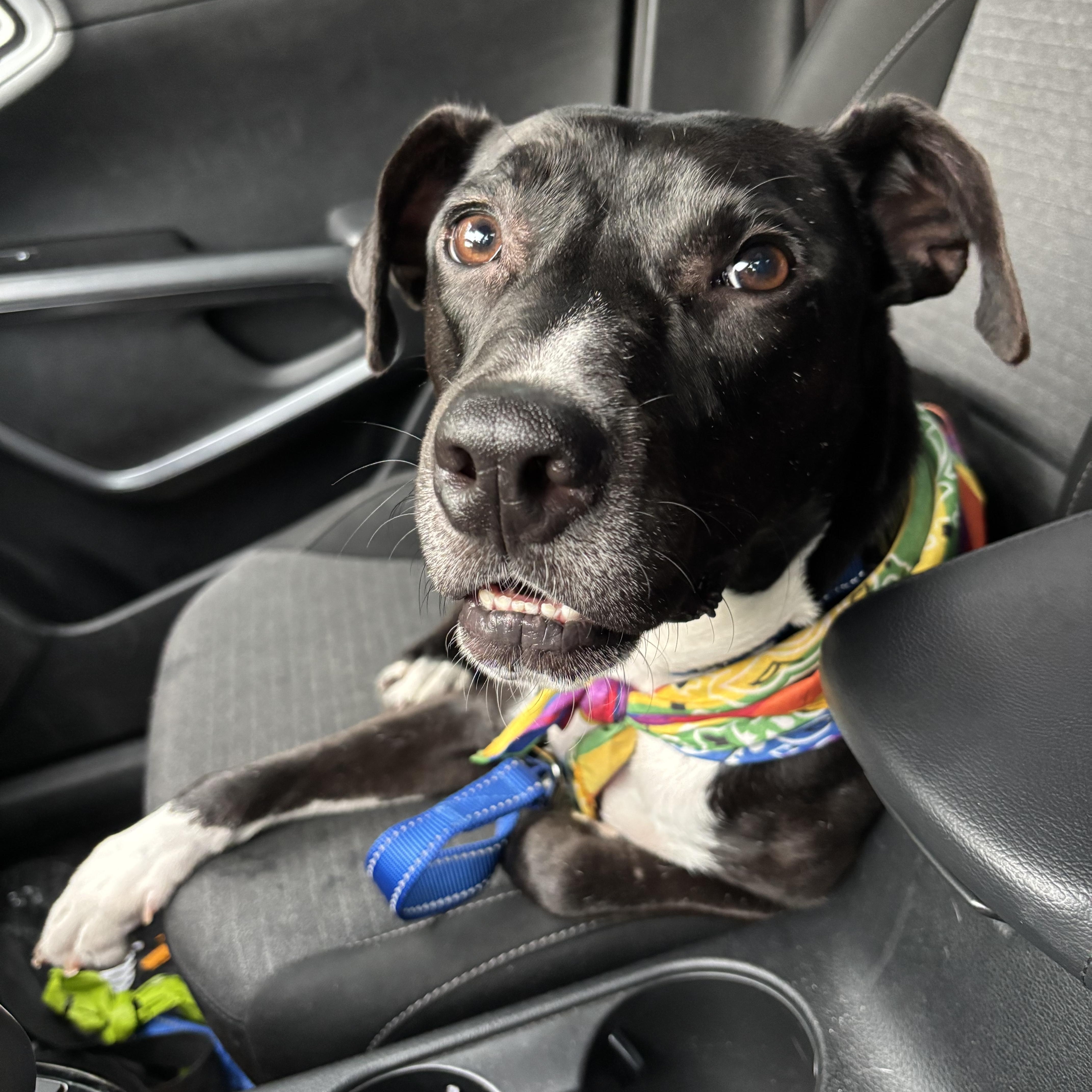 Bartlet, a ADOPTABLE mixed breed in South Plainfield, NJ image 3/6