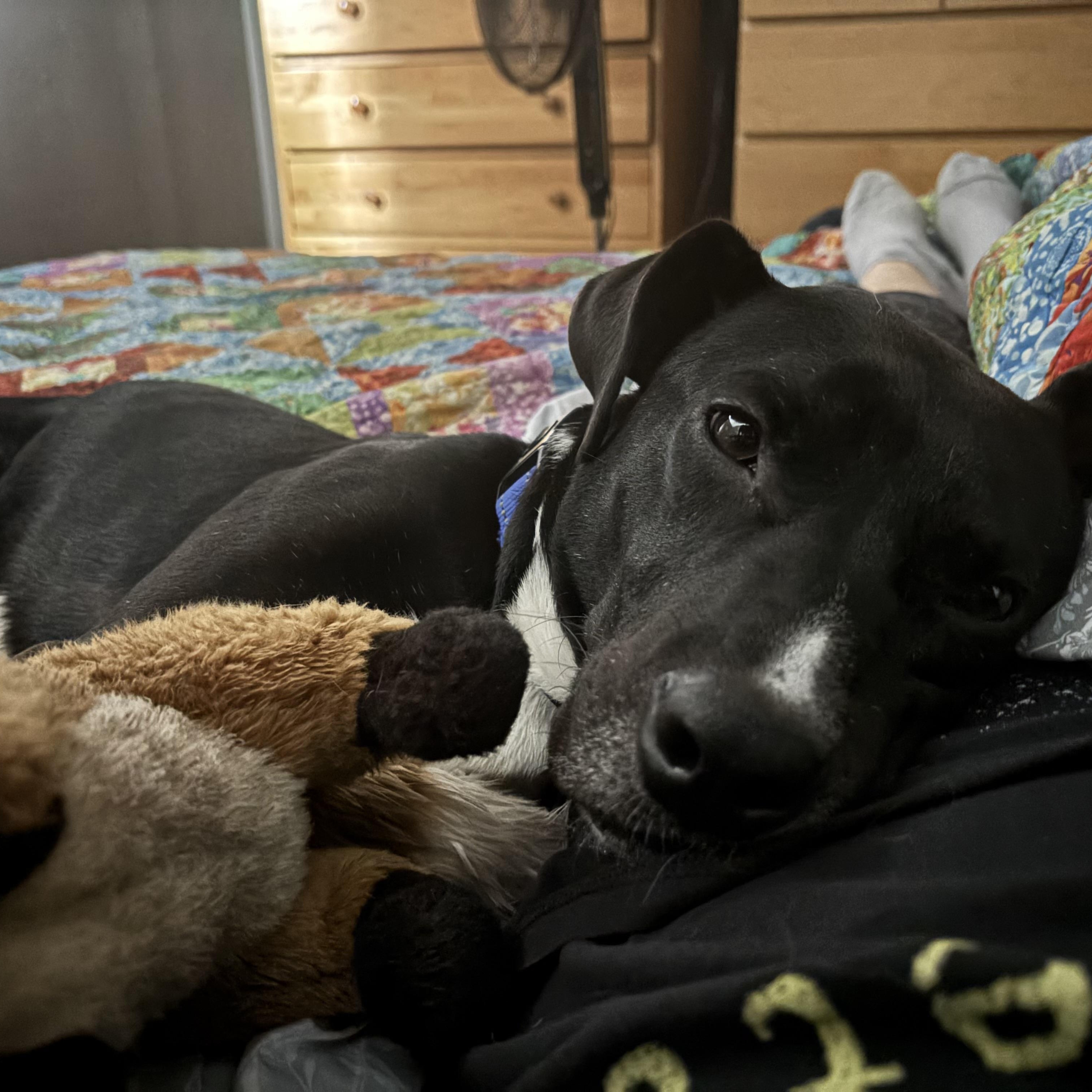 Bartlet, a ADOPTABLE mixed breed in South Plainfield, NJ image 4/6