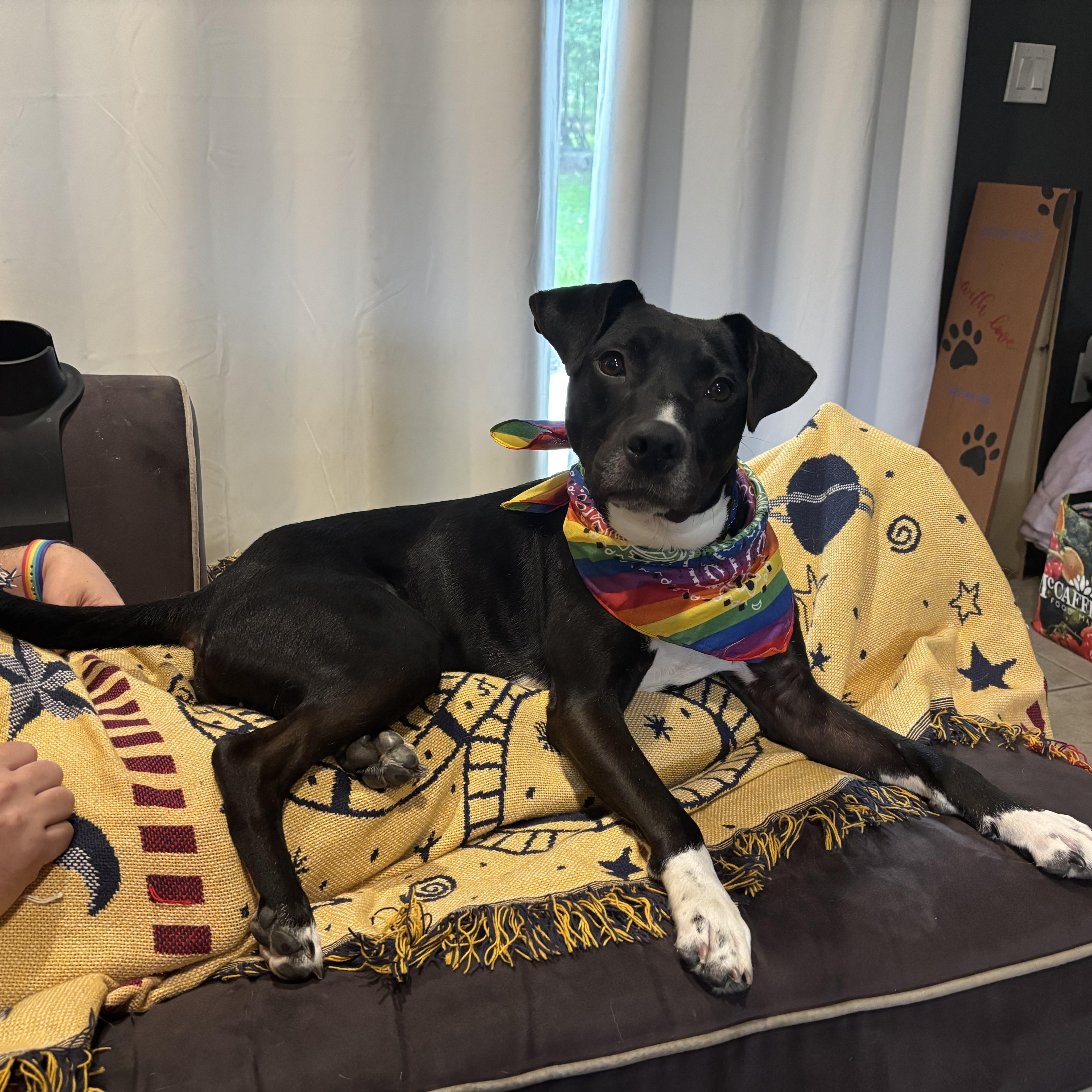Bartlet, a ADOPTABLE mixed breed in South Plainfield, NJ image 2/6