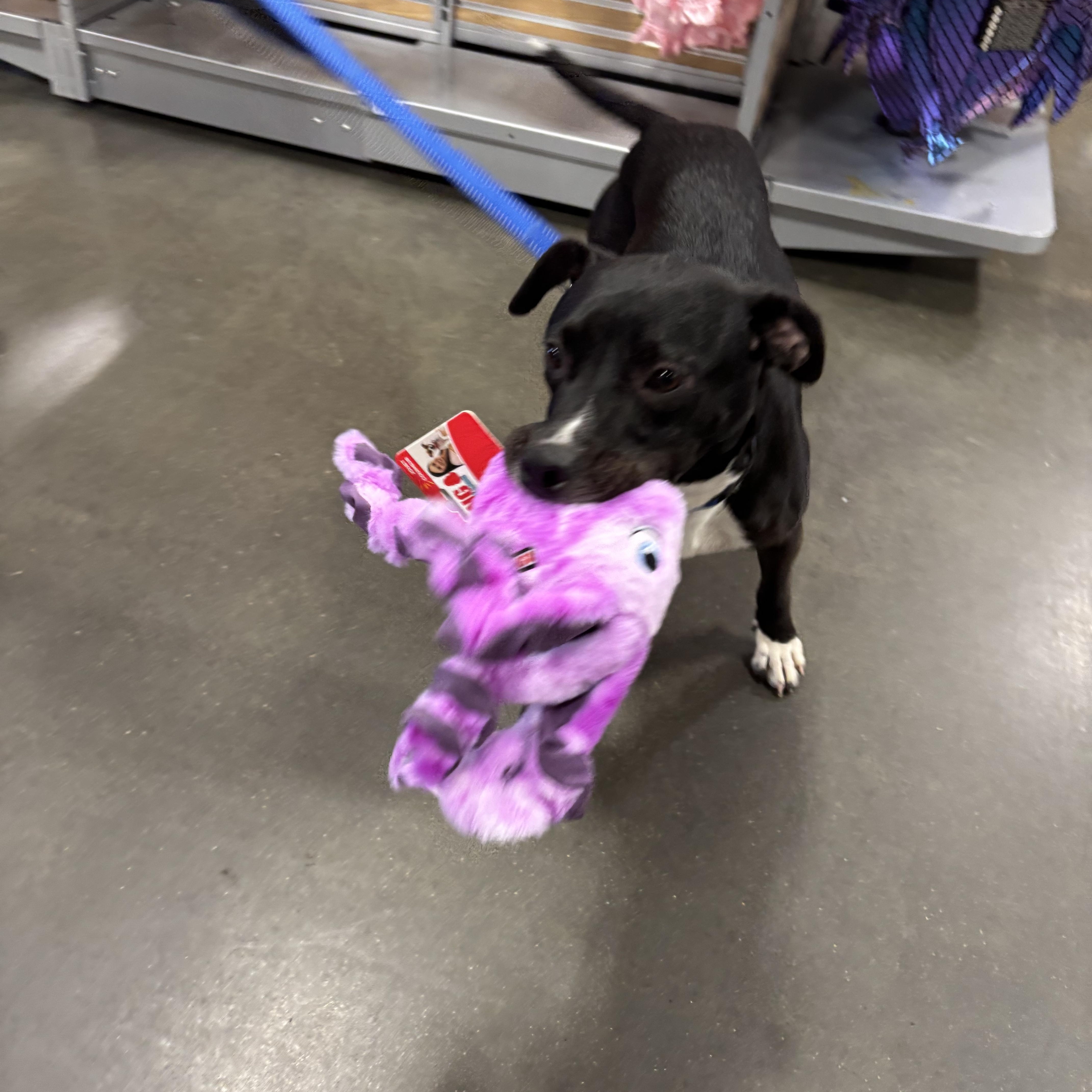Bartlet, a ADOPTABLE mixed breed in South Plainfield, NJ image 5/6