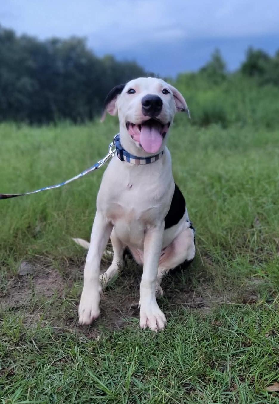 Brian, Adoptable, Puppy Male American Bulldog & English Pointer.