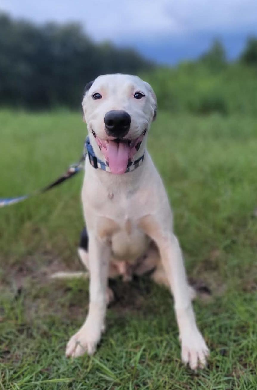 Enlarge Brian, a Adoptable mixed breed in Leesburg, GA image 3/3