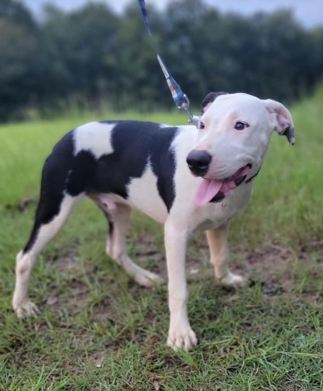 Enlarge Brian, a Adoptable mixed breed in Leesburg, GA image 2/3