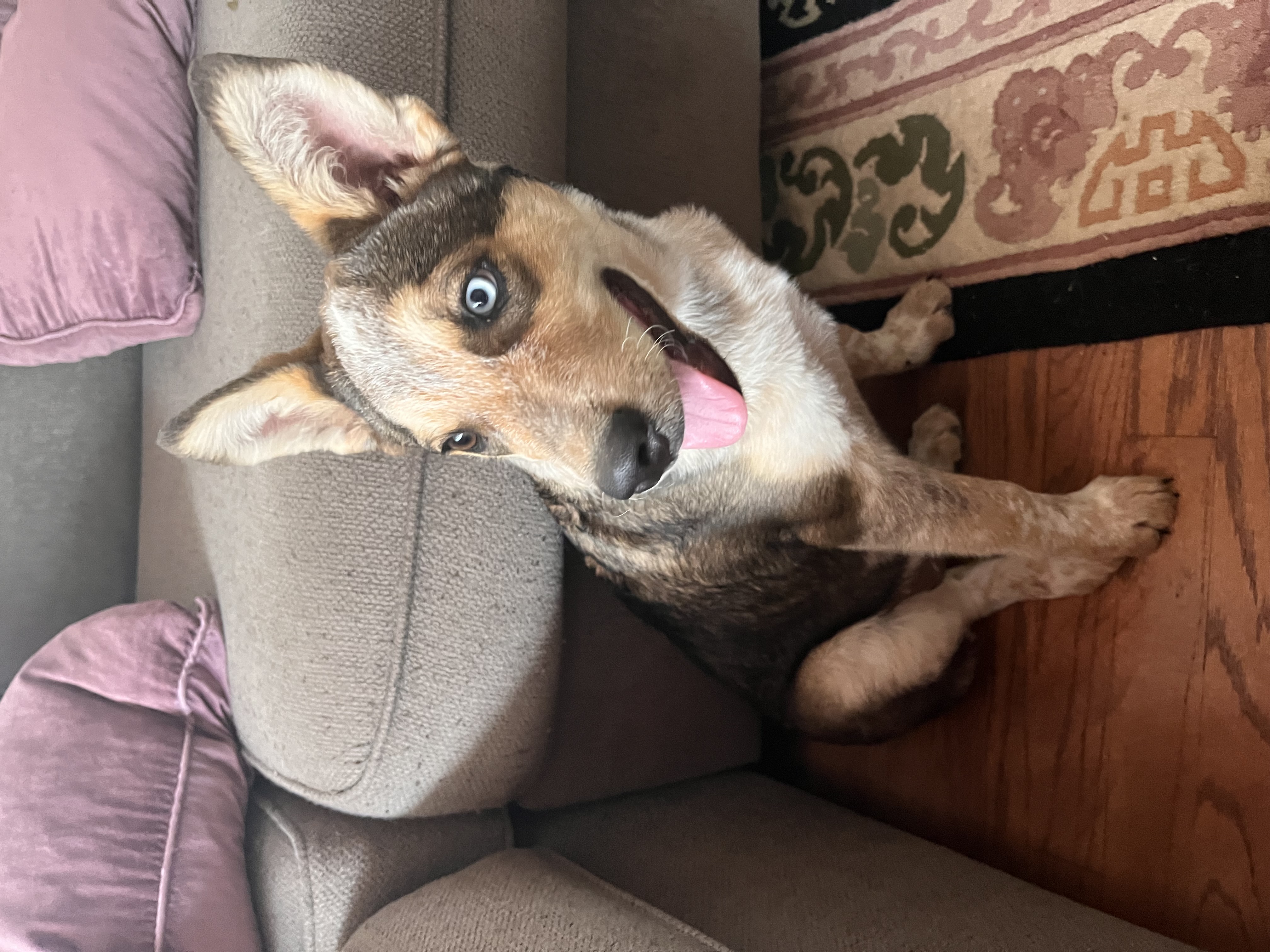 Matty, a Adopted mixed breed in Colorado Springs, CO image 2/5