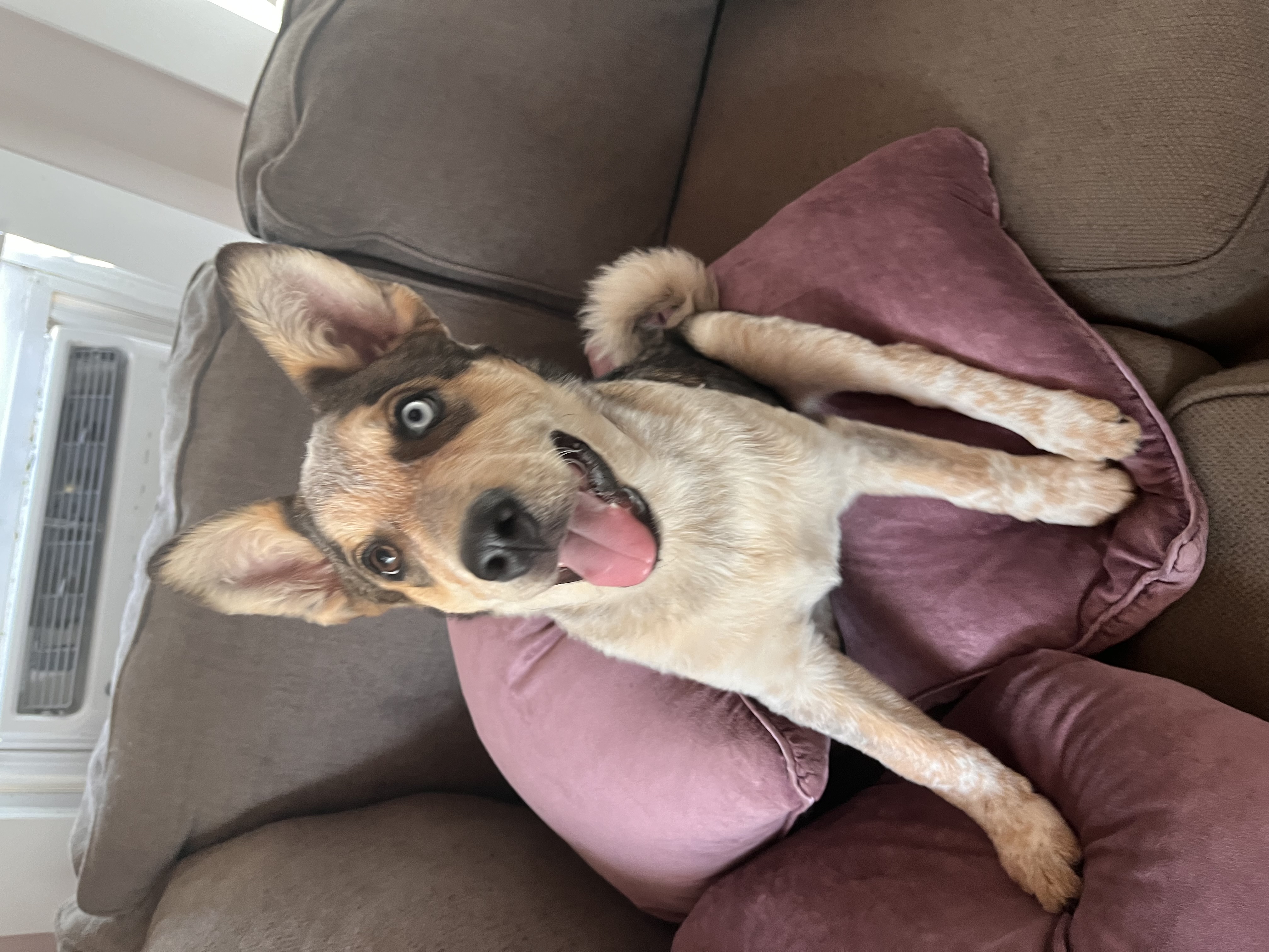 Matty, a Adopted mixed breed in Colorado Springs, CO image 4/5