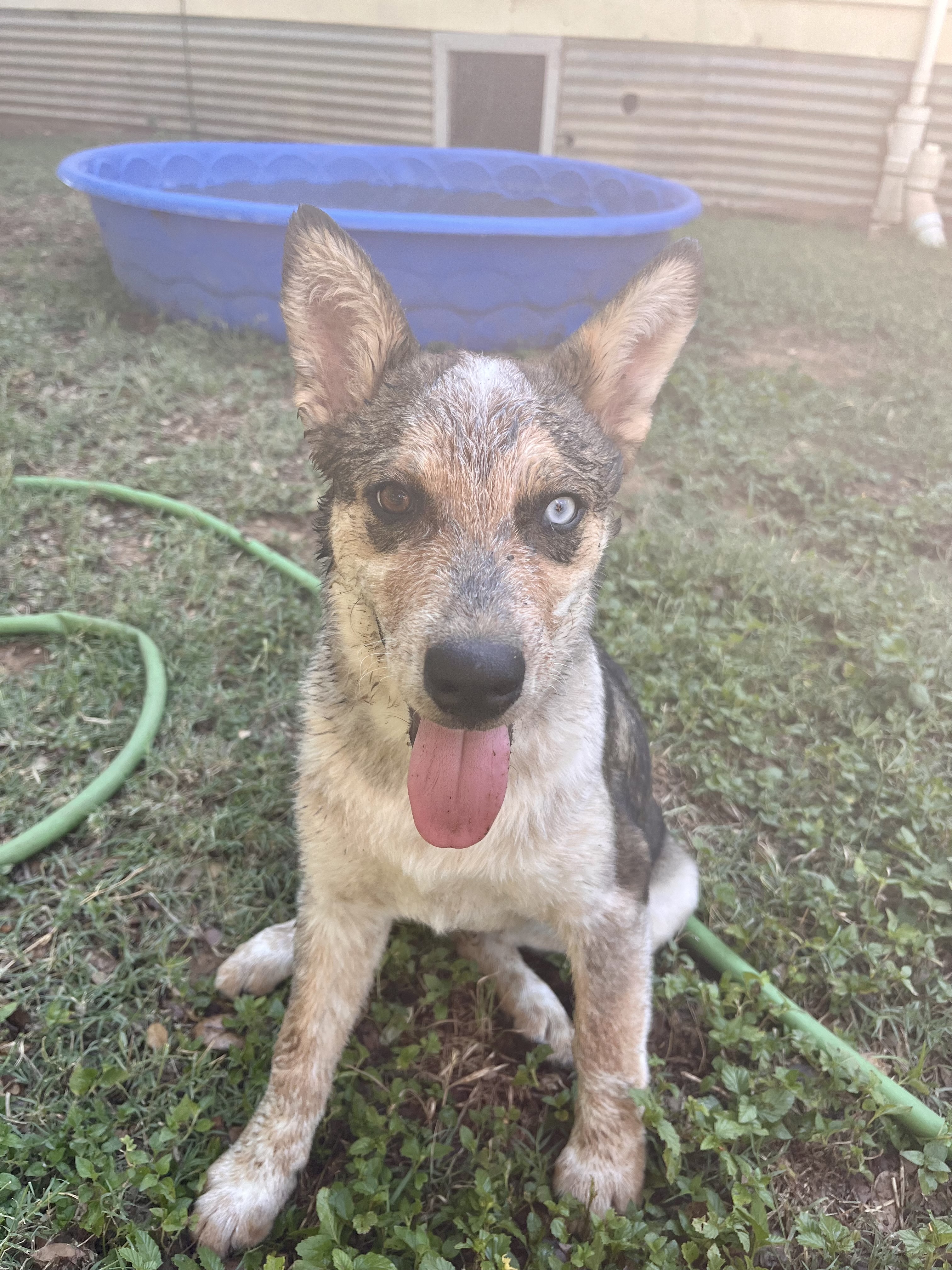 Matty, a Adopted mixed breed in Colorado Springs, CO image 5/5