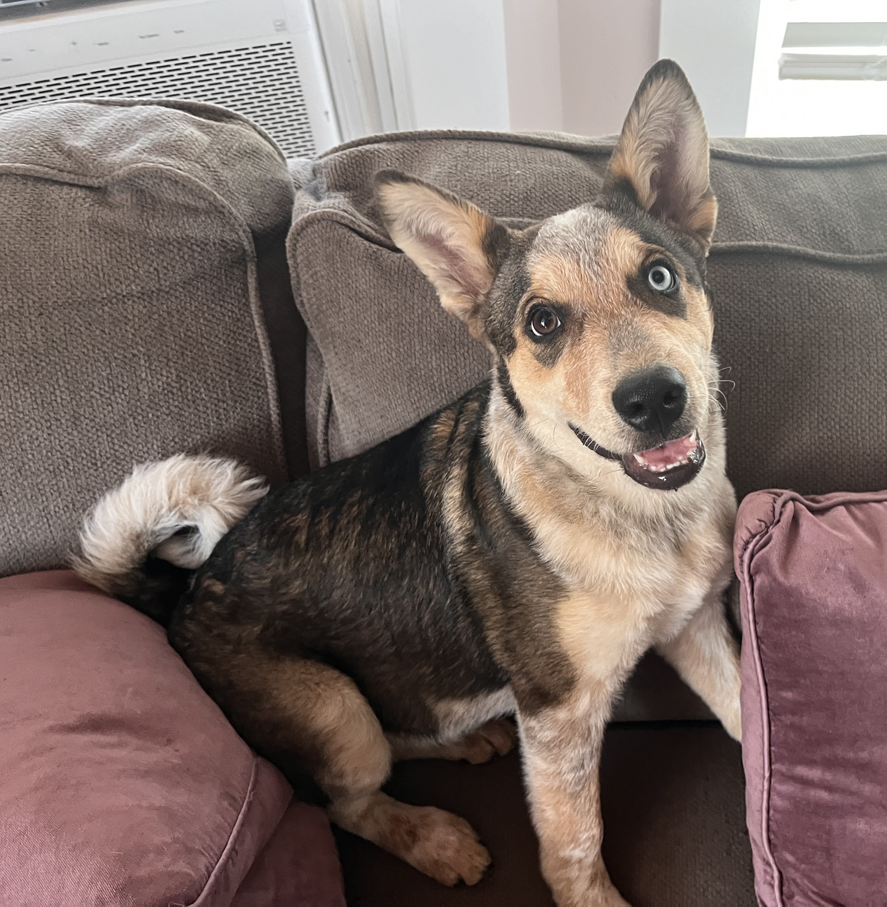 Matty, a Adopted mixed breed in Colorado Springs, CO image 1/5