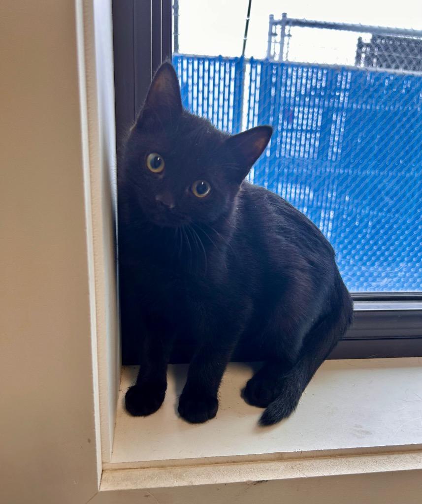 Amazon, Adoptable, Kitten Male Domestic Short Hair.