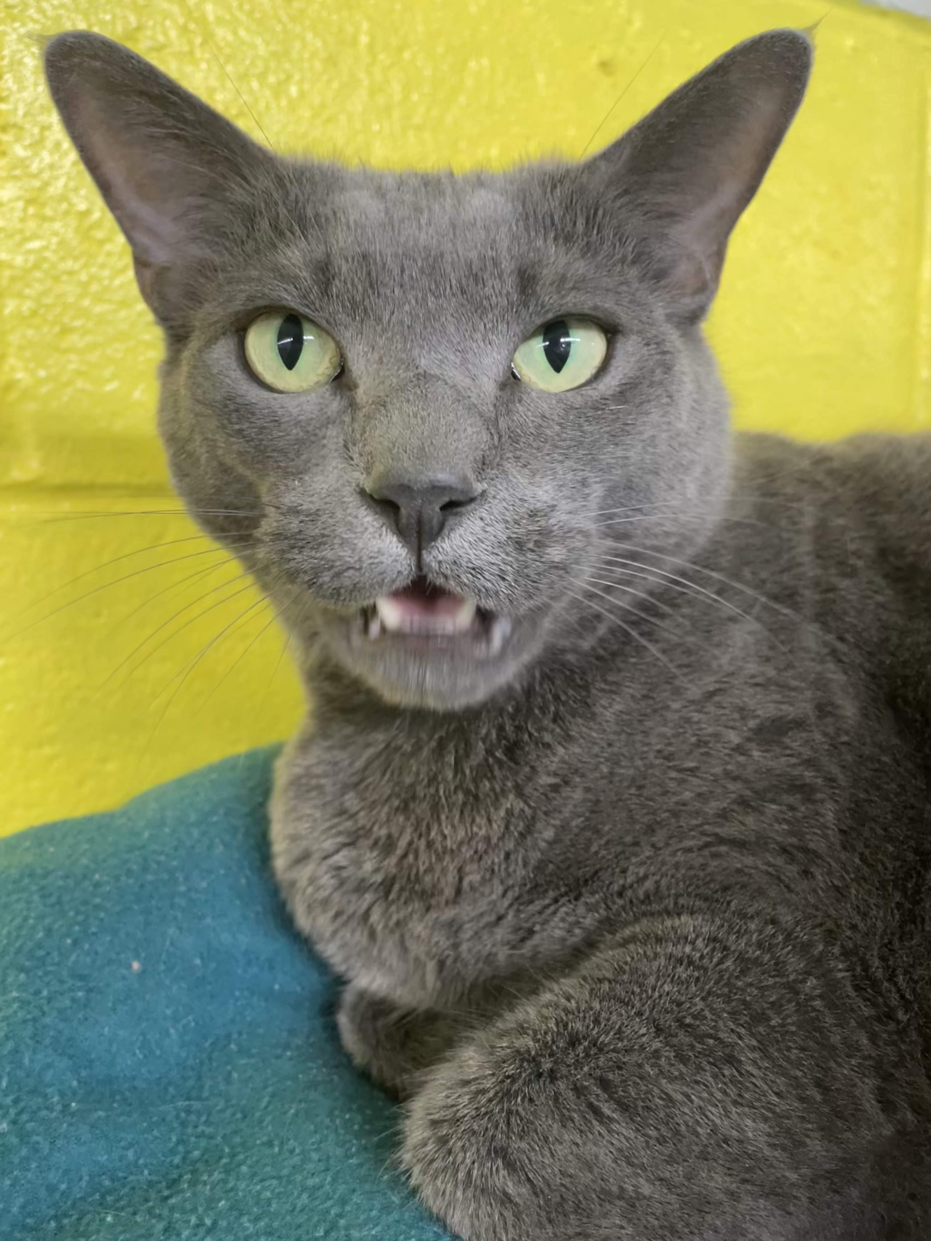 Pea, adoptable, Adult Female Domestic Short Hair & Russian Blue.