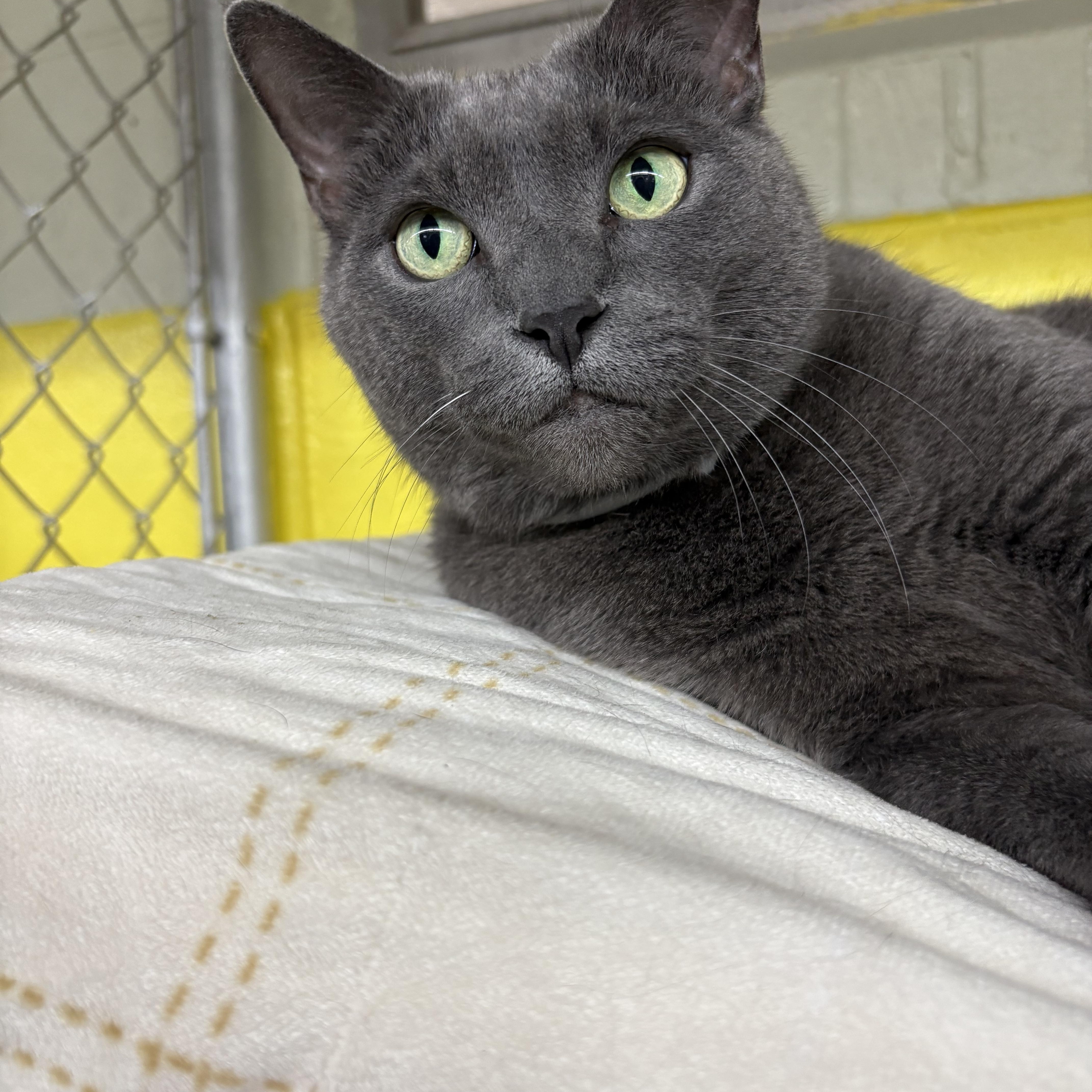 Enlarge Pea, an adoptable mixed breed in Wilder, KY image 2/2