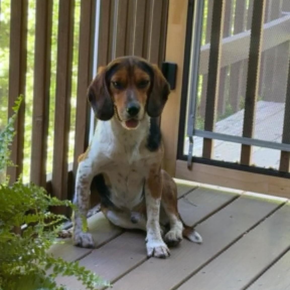 Lewey, a ADOPTABLE Beagle in Sunderland, MD image 2/6