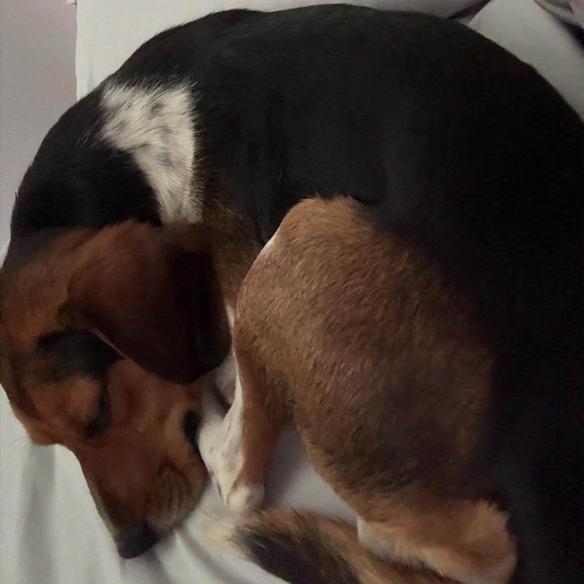 Lewey, a ADOPTABLE Beagle in Sunderland, MD image 3/6