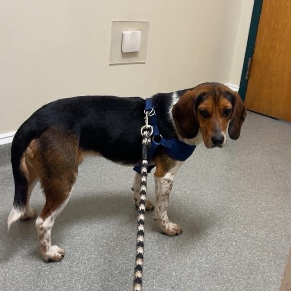 Lewey, a ADOPTABLE Beagle in Sunderland, MD image 6/6