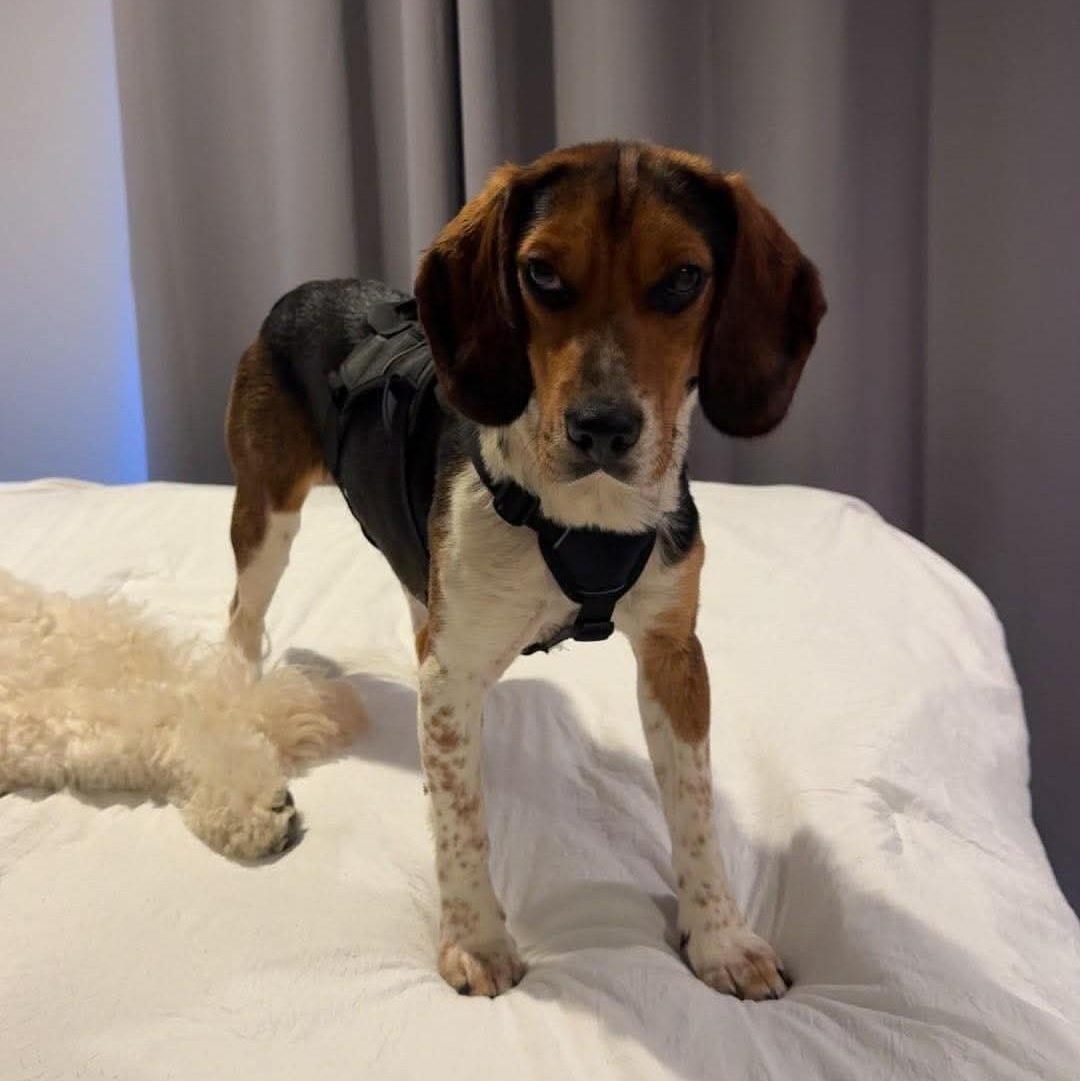 Lewey, ADOPTABLE, Young Male Beagle.