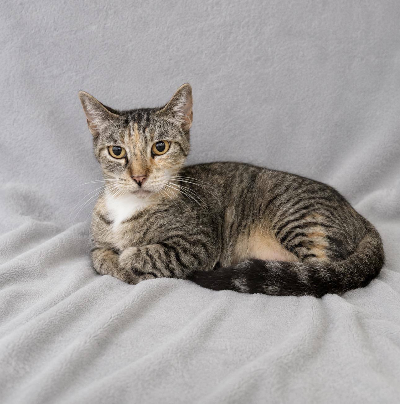 Enlarge Amberly, a ADOPTABLE Domestic Short Hair in Valdosta, GA image 1/1