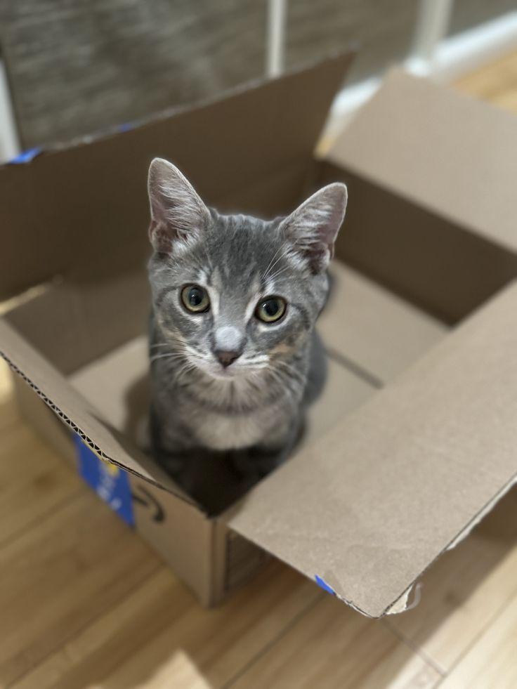 Enlarge Sylvester (FeLV+), a Adoptable American Shorthair in Brooklyn, NY image 1/6