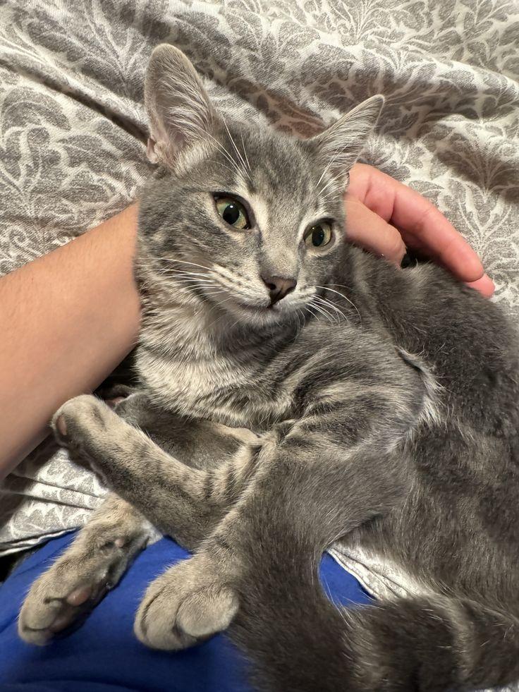 Enlarge Sylvester (FeLV+), a Adoptable American Shorthair in Brooklyn, NY image 3/6