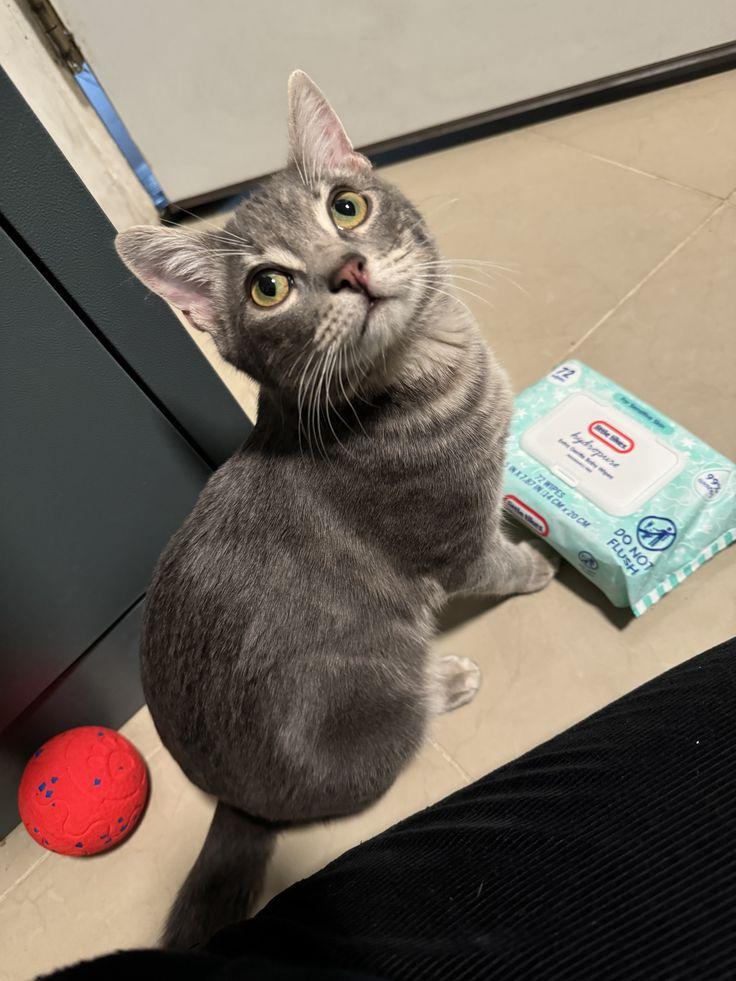 Enlarge Sylvester (FeLV+), a Adoptable American Shorthair in Brooklyn, NY image 1/6