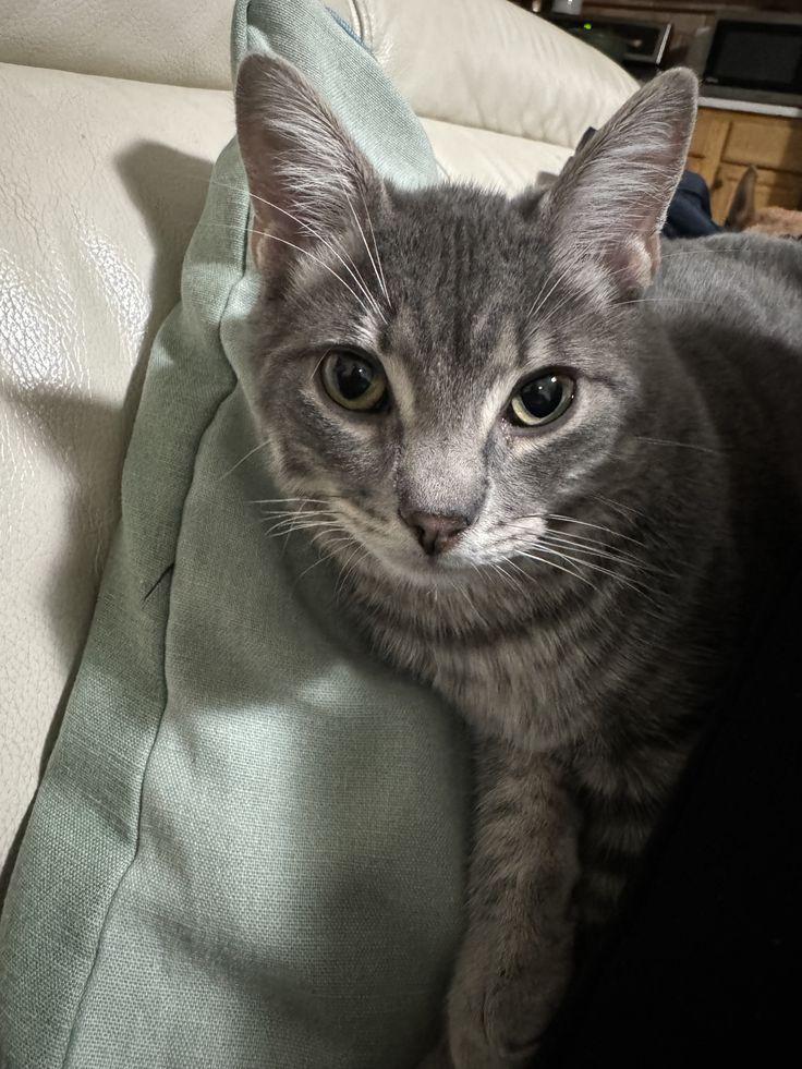 Enlarge Sylvester (FeLV+), a Adoptable American Shorthair in Brooklyn, NY image 2/6