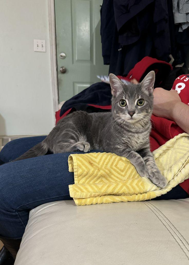 Enlarge Sylvester (FeLV+), a Adoptable American Shorthair in Brooklyn, NY image 4/6