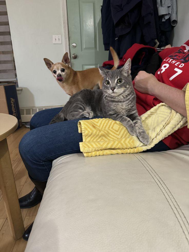 Enlarge Sylvester (FeLV+), a Adoptable American Shorthair in Brooklyn, NY image 5/6