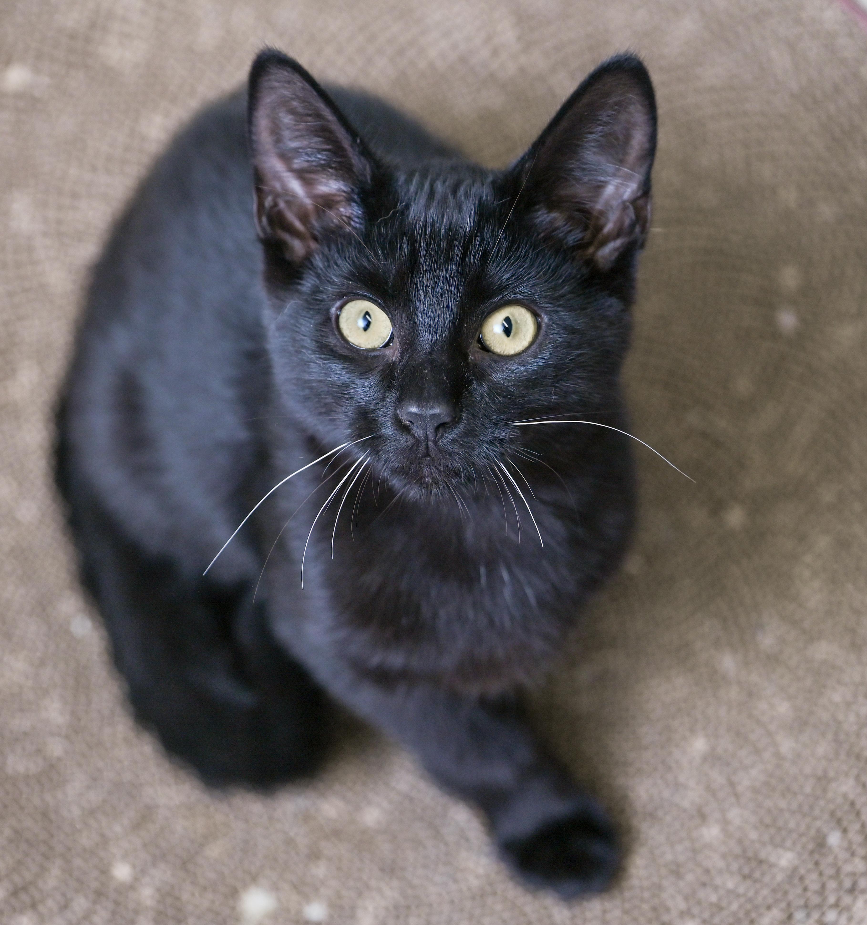 Rummy, an adopted mixed breed in Chattanooga, TN image 2/5