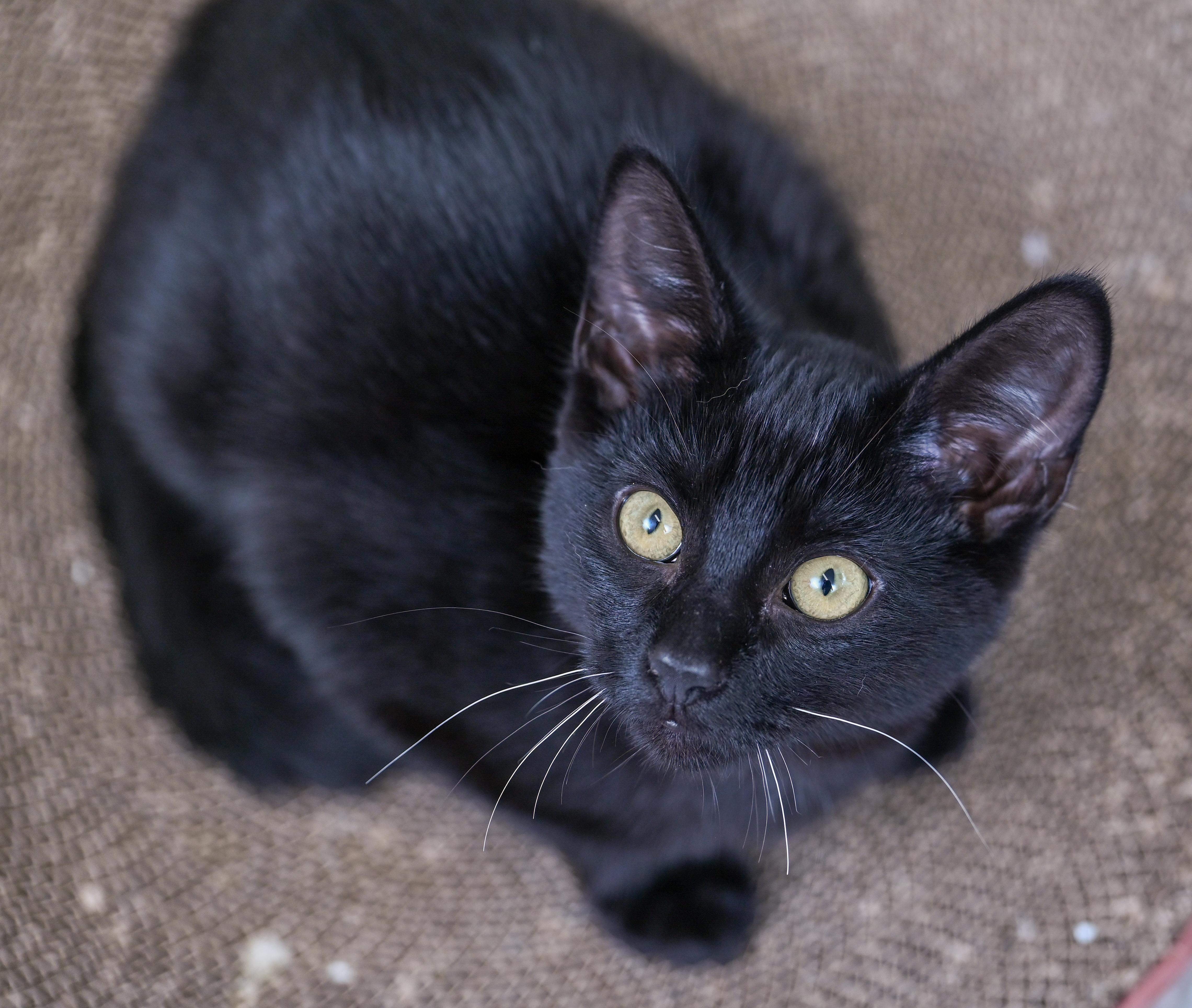 Rummy, an adopted mixed breed in Chattanooga, TN image 3/5