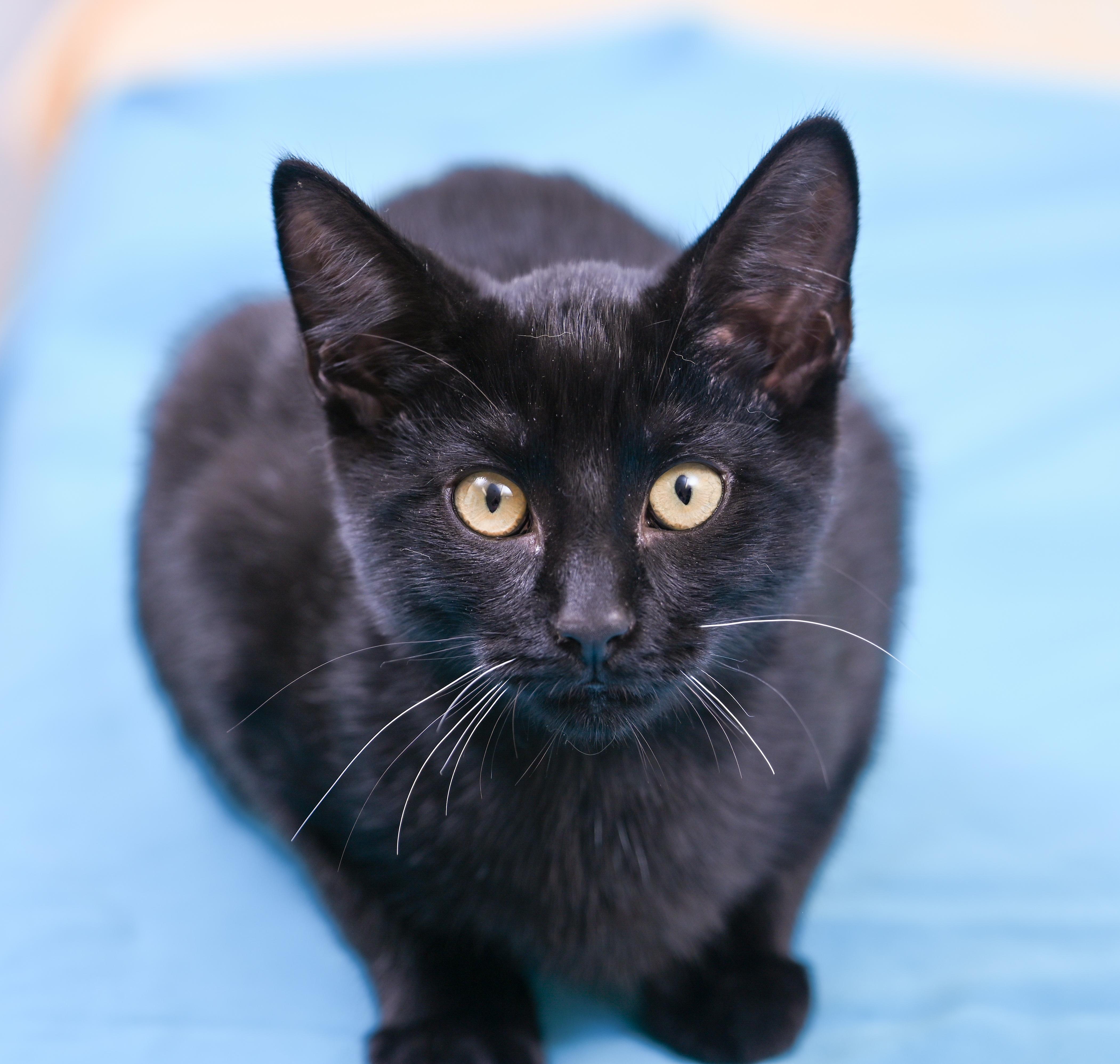 Rummy, adopted, Kitten Male Domestic Short Hair.