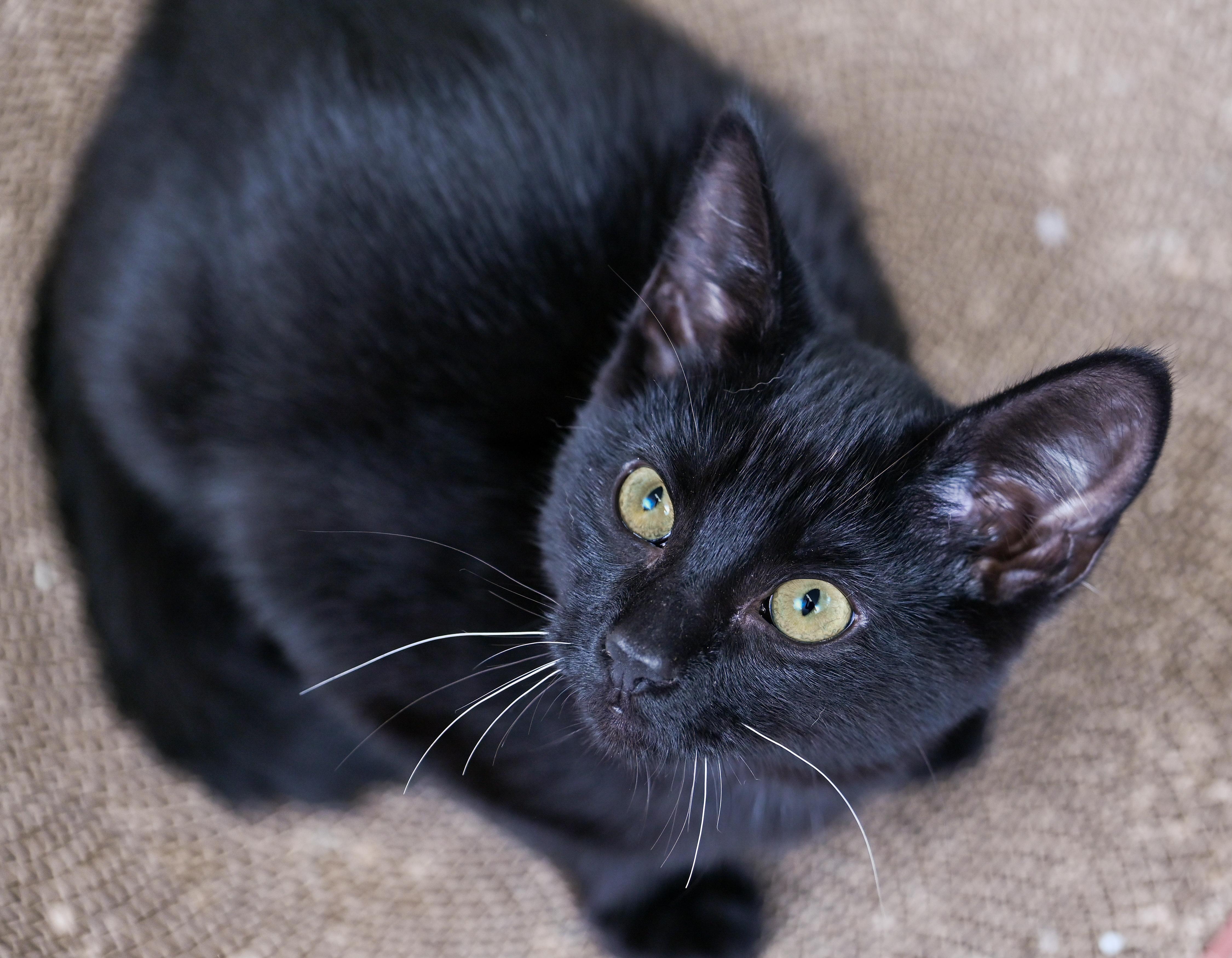 Rummy, an adopted mixed breed in Chattanooga, TN image 4/5