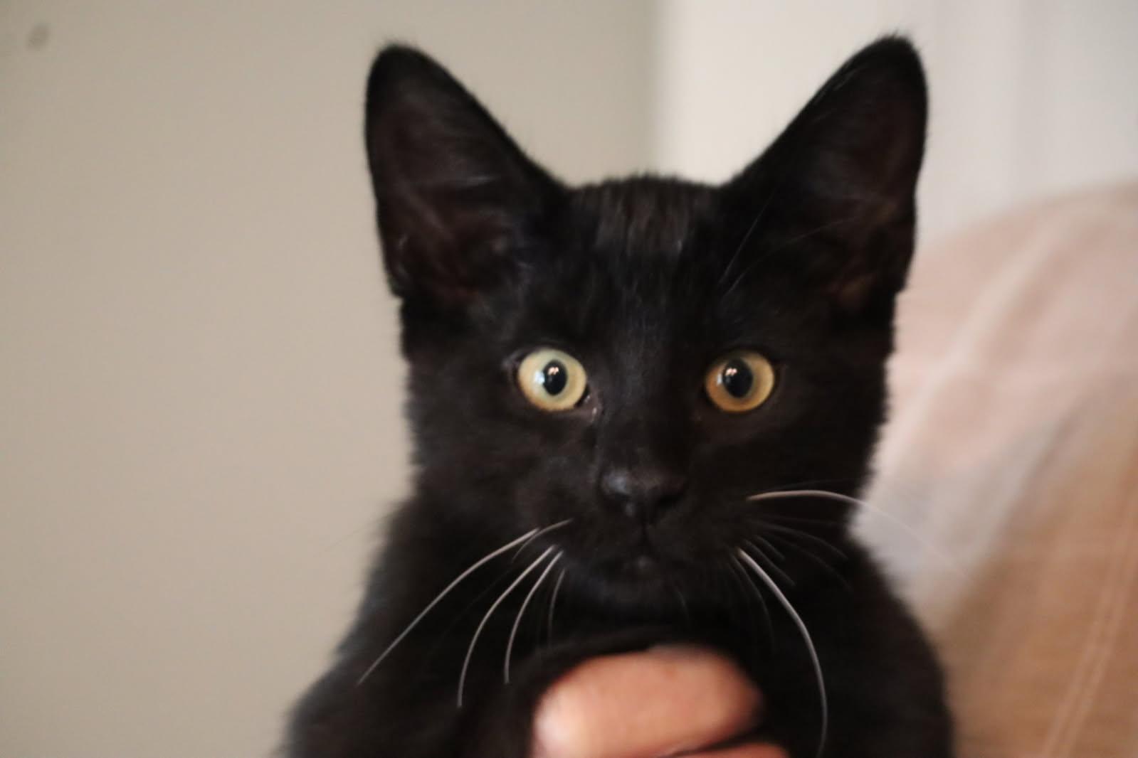 Rummy, an adopted mixed breed in Chattanooga, TN image 5/5