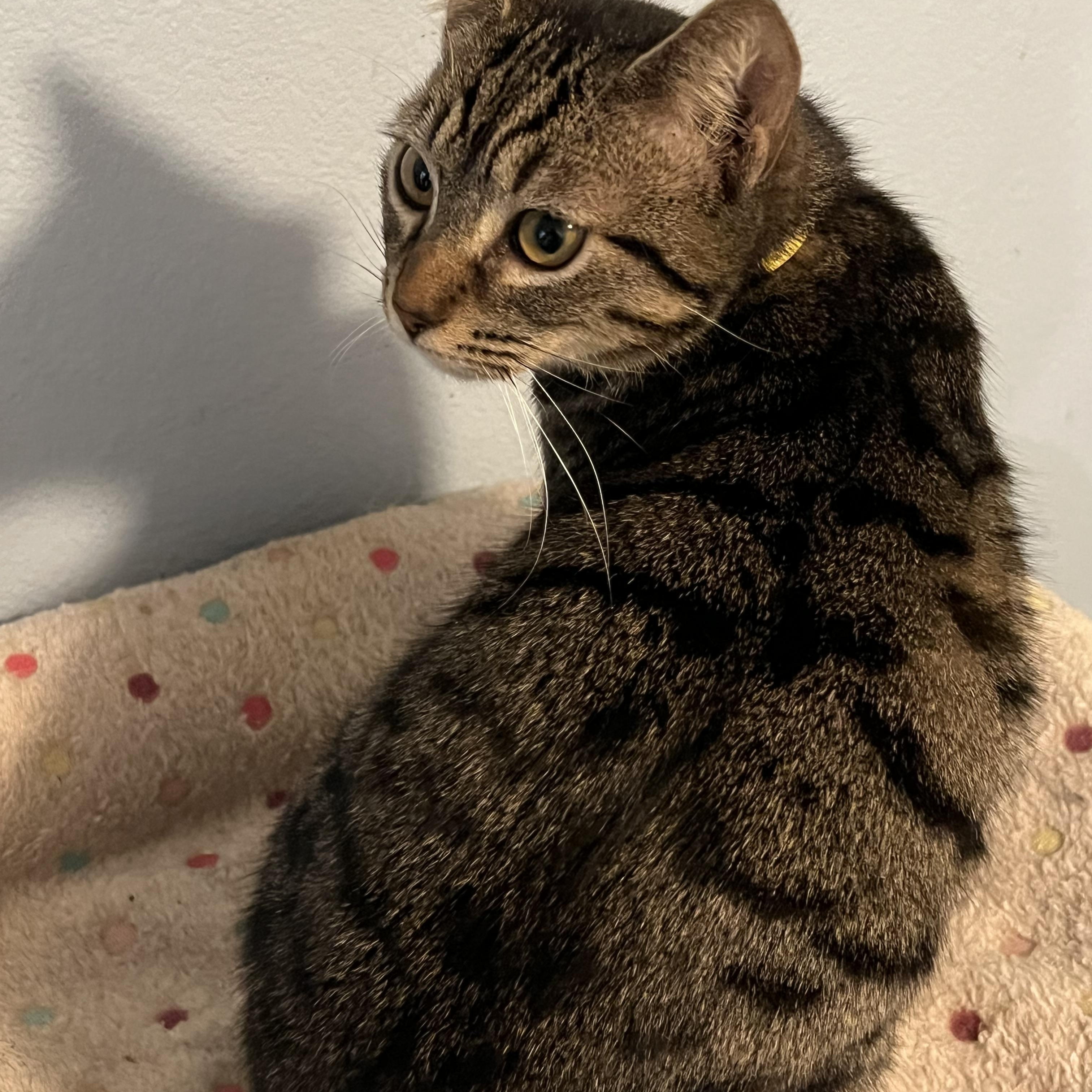 Guava, a Adopted mixed breed in Tigard, OR image 3/6