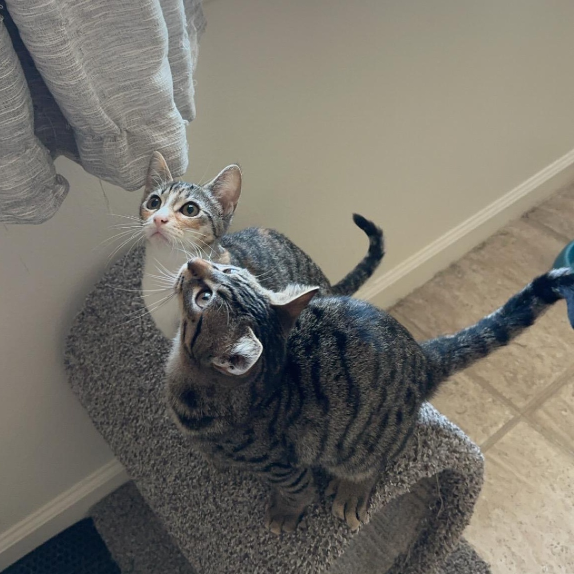 Guava, a Adopted mixed breed in Tigard, OR image 4/6