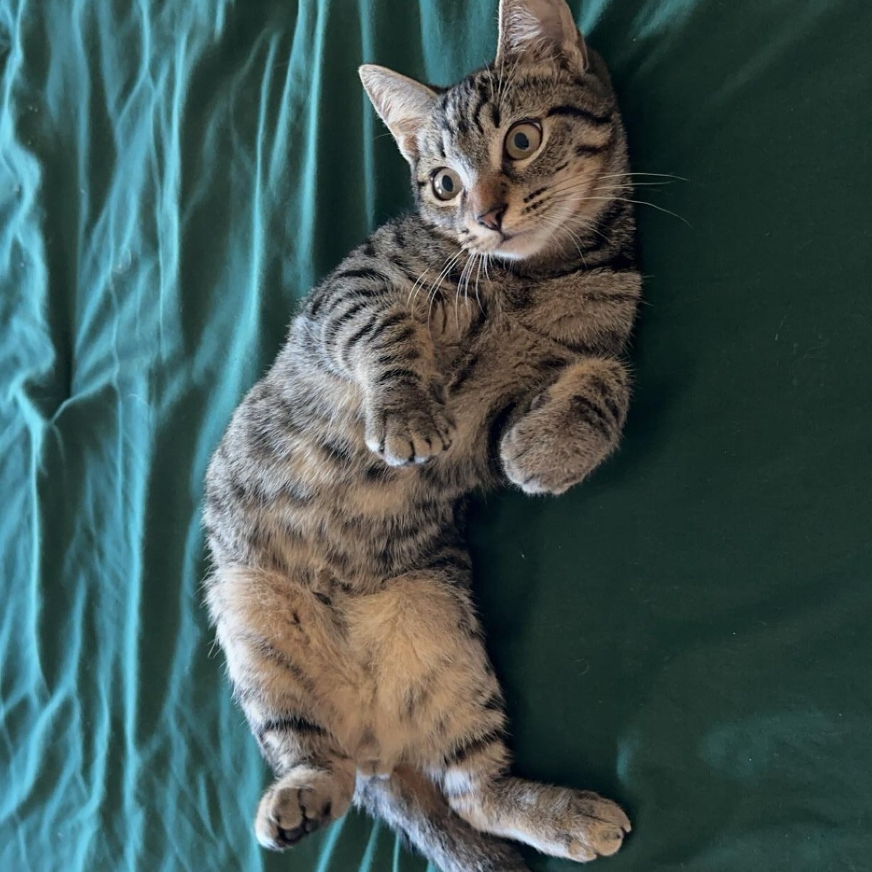 Guava, Adopted, Young Male Domestic Short Hair & Tortoiseshell.