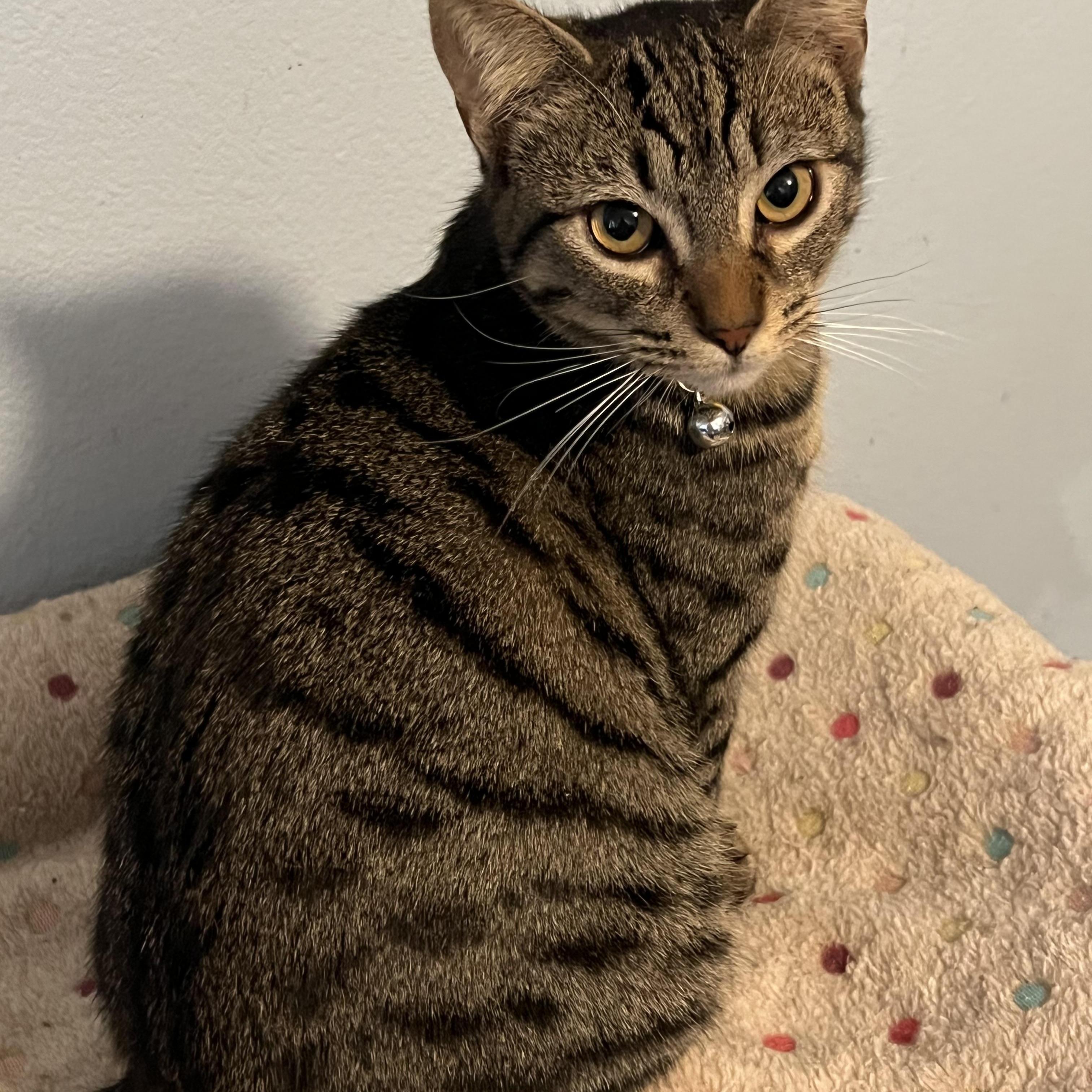 Guava, a Adopted mixed breed in Tigard, OR image 2/6