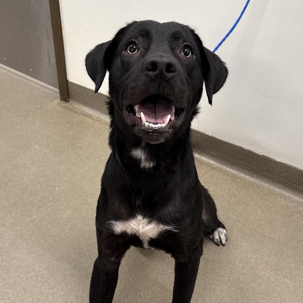 Enlarge Bart, a Adoptable Mixed Breed in Warrensburg, MO image 1/1
