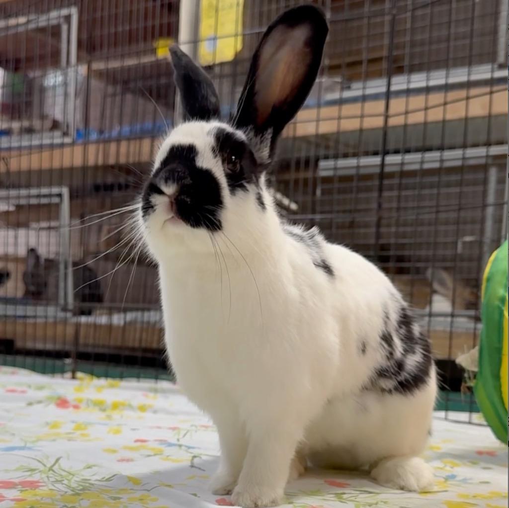 Maddy, a Adoptable English Spot in San Francisco, CA image 1/3