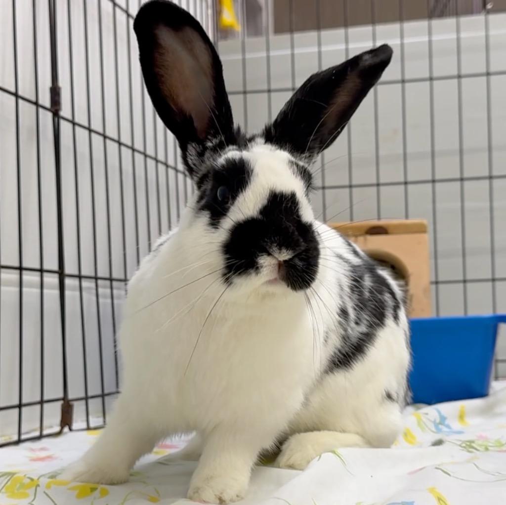 Maddy, a Adoptable English Spot in San Francisco, CA image 2/3
