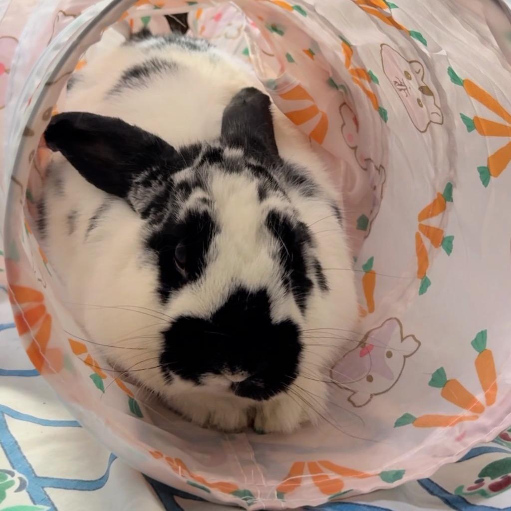 Maddy, a Adoptable English Spot in San Francisco, CA image 3/3